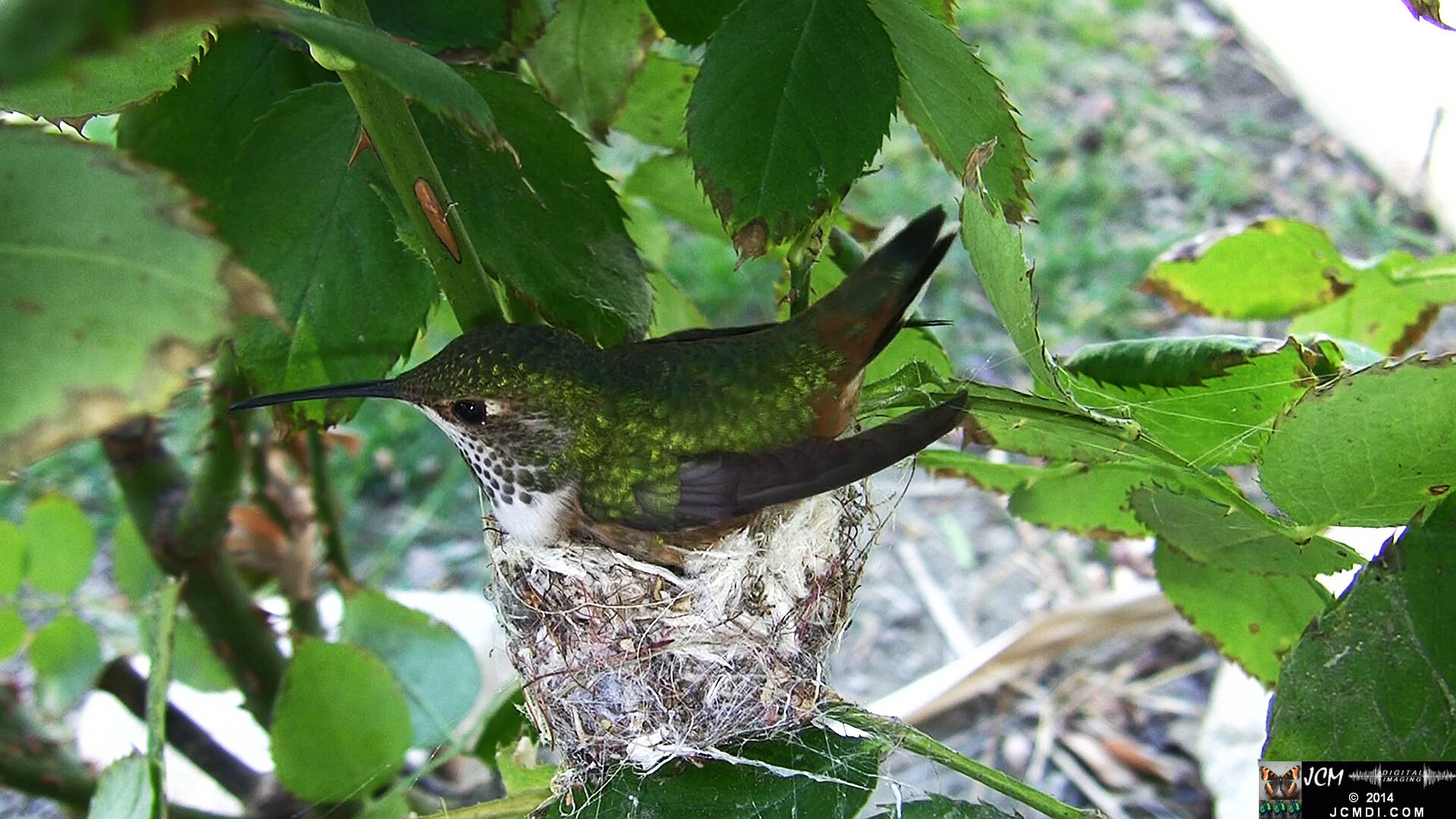 Allen's Hummingbird female in nest 